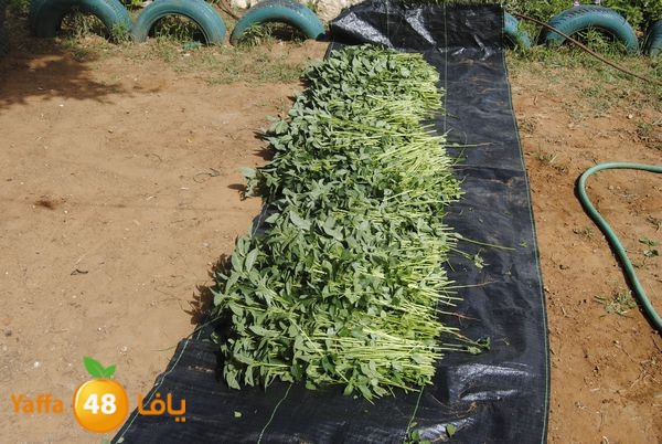 sooqelzahra2lud602 (21).JPG